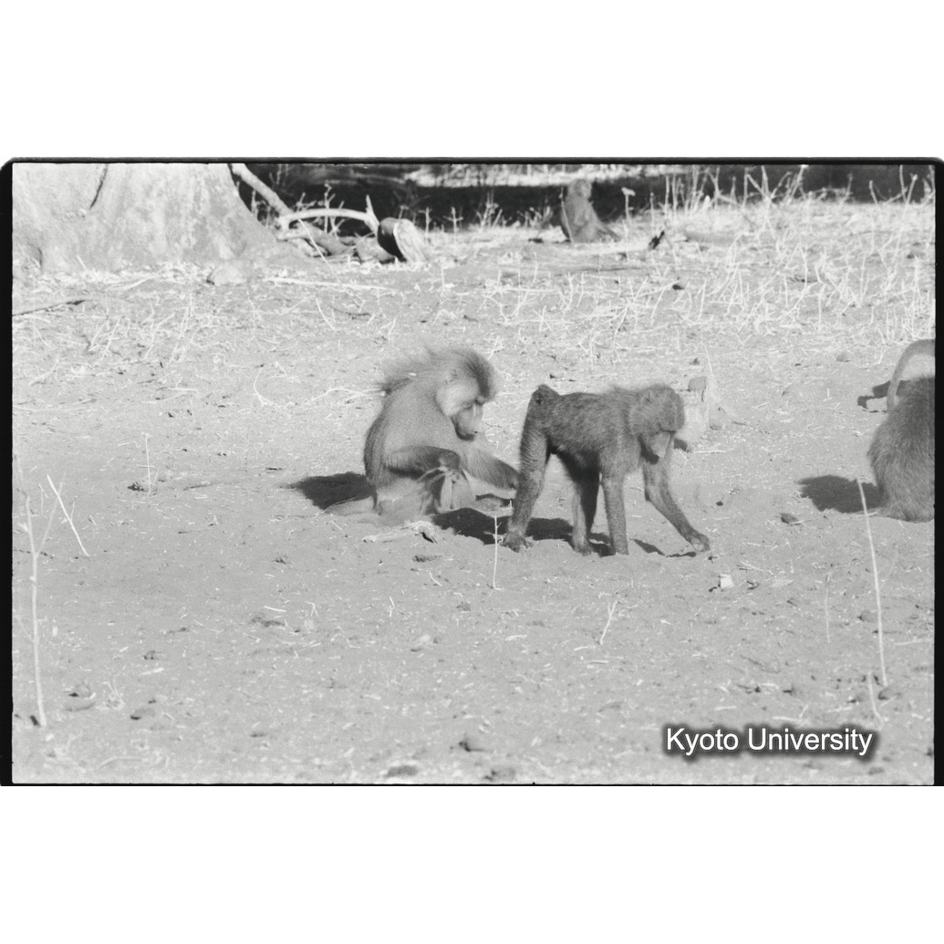 [３２コマ目]「雑種雄への求愛行動（１）」 (1)