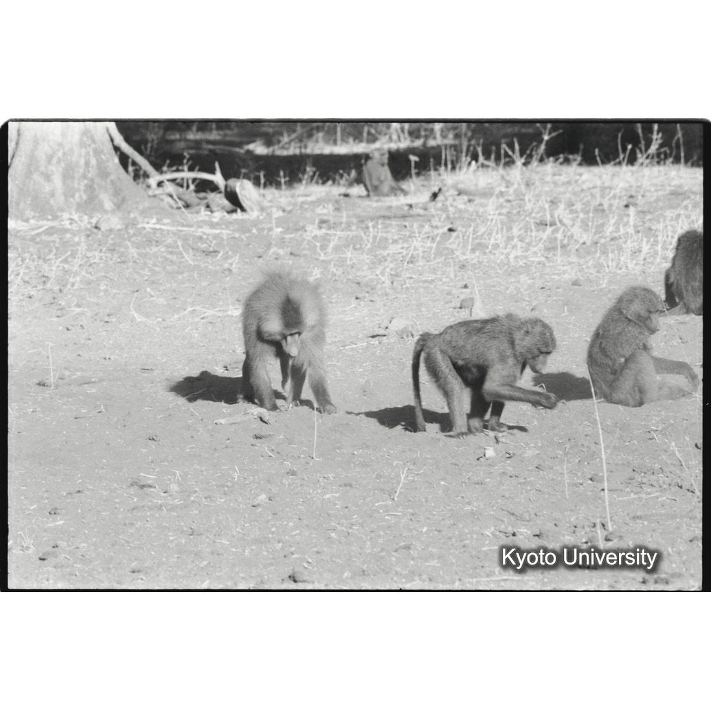 [３３コマ目]「雑種雄への求愛行動（２）」 (1)