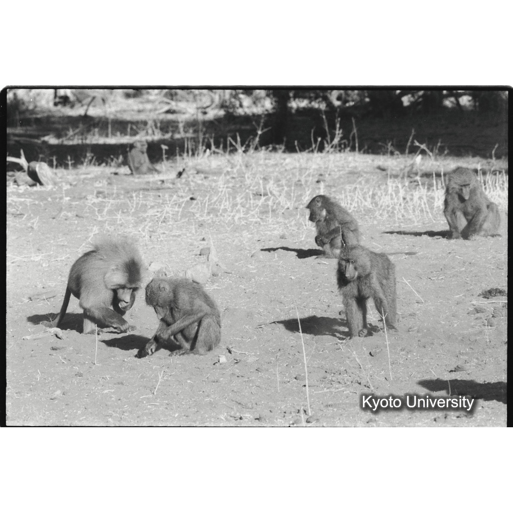 [３４コマ目]「雑種雄への求愛行動（３）」 (1)