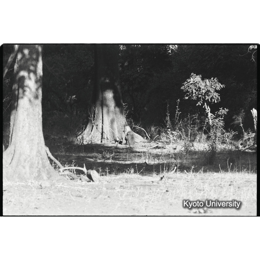 [３５コマ目]「マントヒヒよりの雑種雄（５）」 (1)