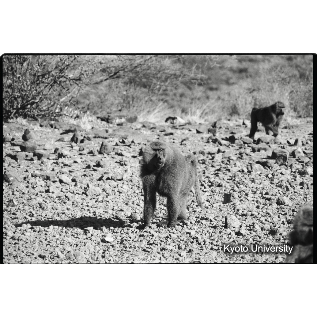 [５コマ目]「雑種雄の性行動（１）」 (1)