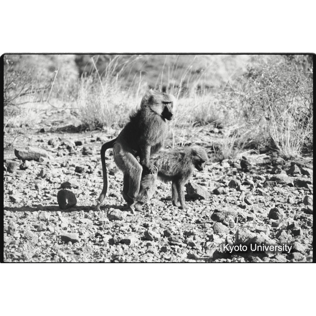 [６コマ目]「雑種雄の性行動（２）」 (1)