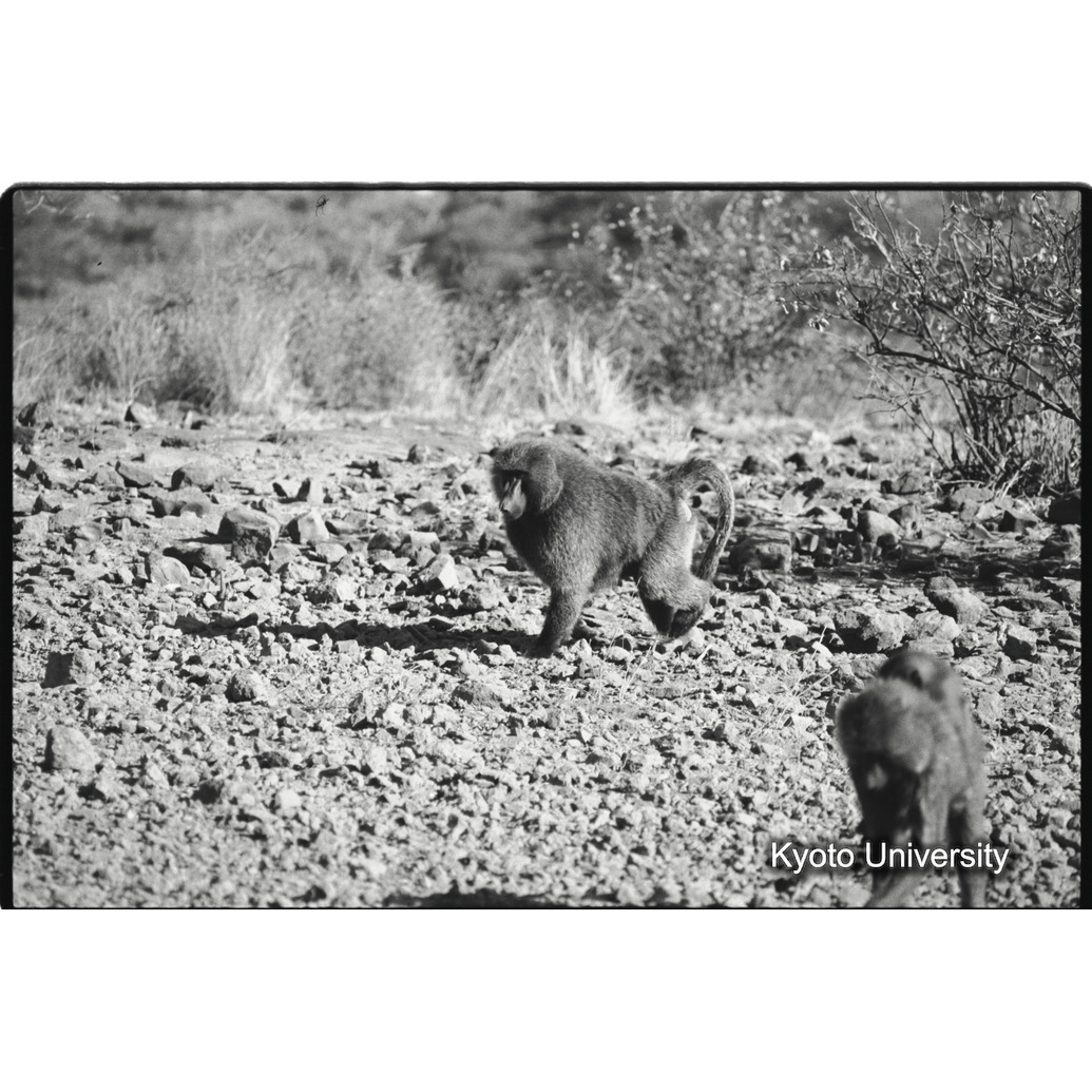 [１０コマ目]「アヌビスヒヒよりの雑種雄（２２）」 (1)