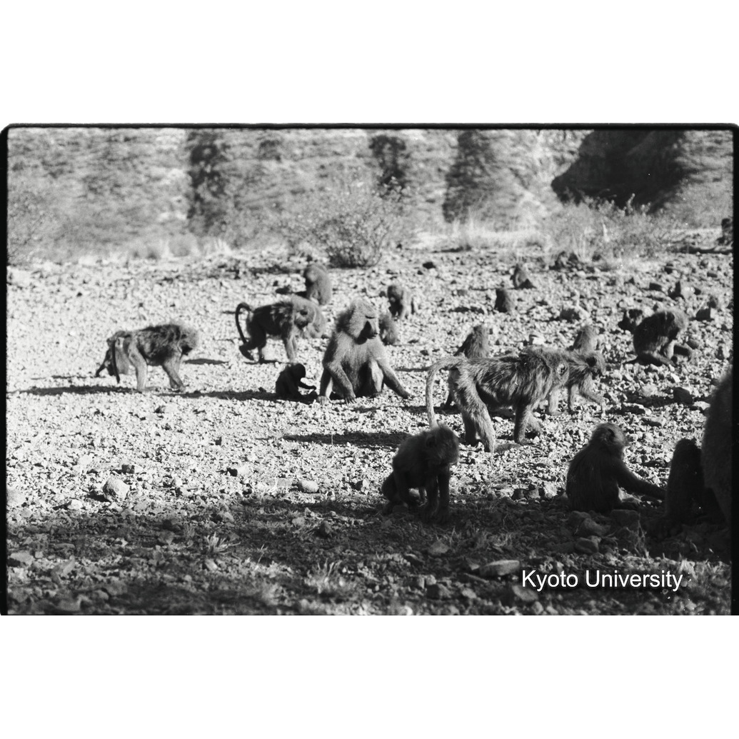 [２０コマ目]「子どもと遊ぶ雑種雄（１０）」 (1)