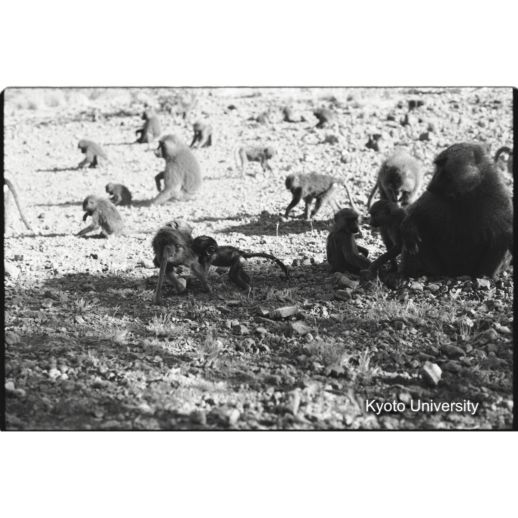 [２１コマ目]「子どもと遊ぶ雑種雄（１１）」 (1)