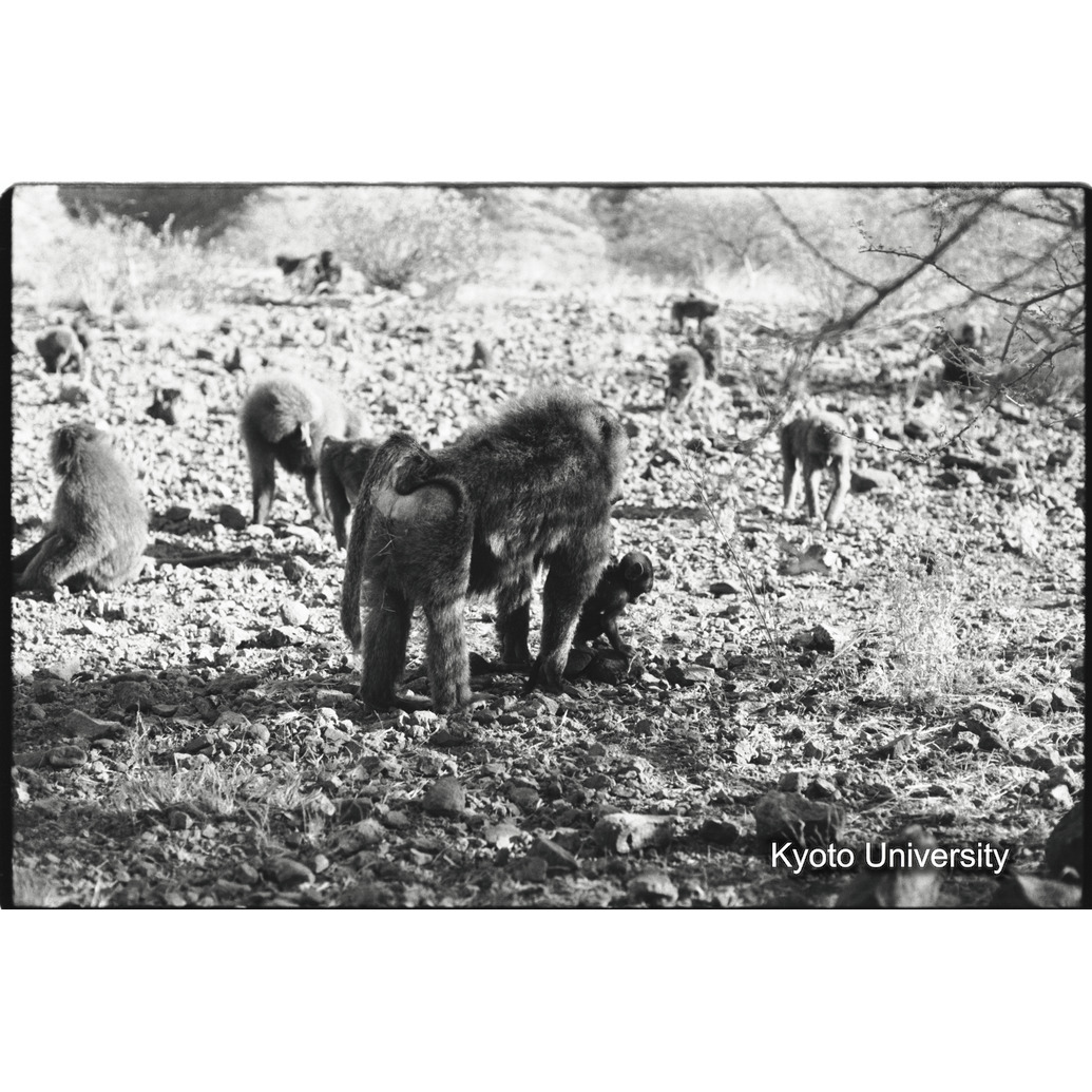 [２４コマ目]「子どもと遊ぶ雑種雄（１４）」 (1)