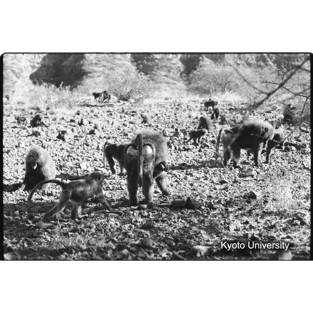 [２５コマ目]「子どもと遊ぶ雑種雄（１５）」 (1)