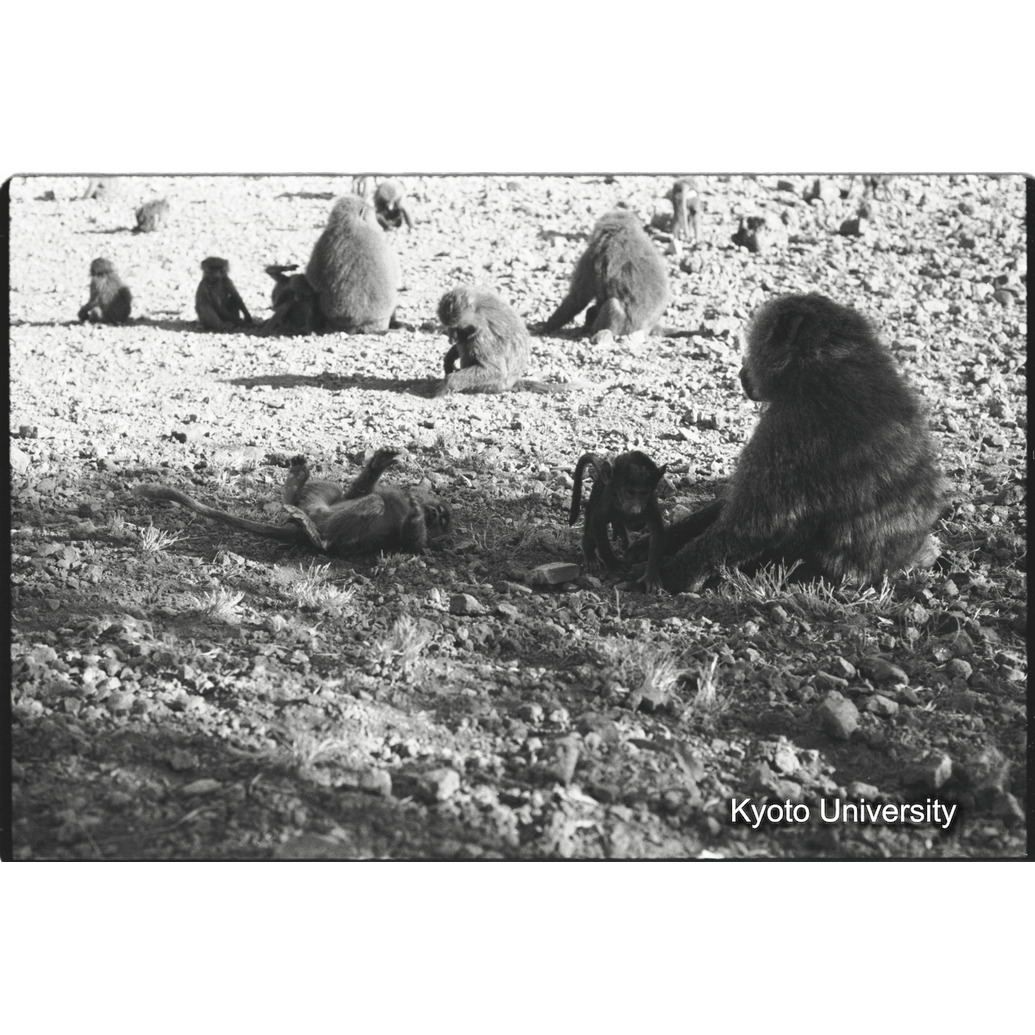 [２６コマ目]「子どもと遊ぶ雑種雄（１６）」 (1)