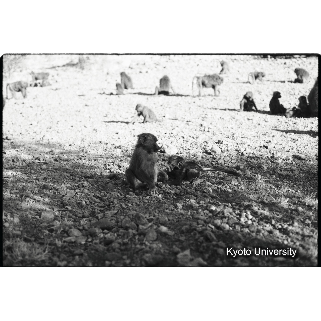 [２７コマ目]「子どもと遊ぶ雑種雄（１７）」 (1)