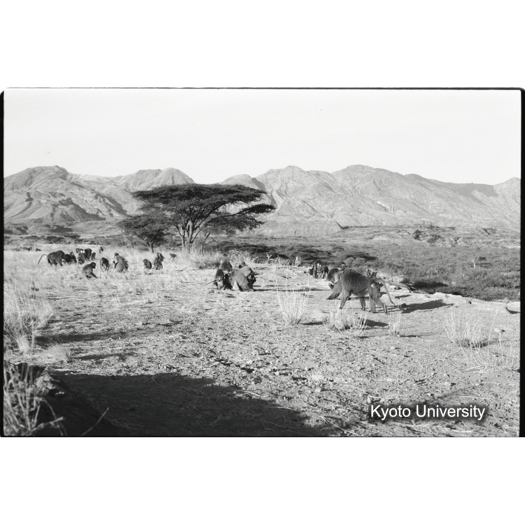 [３０コマ目]「マントヒヒのバンド」 (1)