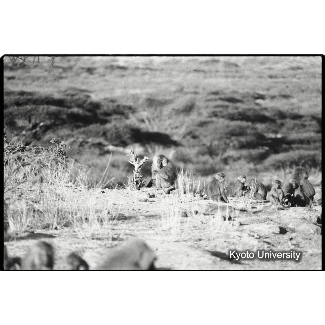 [３２コマ目]「マントヒヒのバンドの中のアヌビスヒヒよりの雑種雄」 (1)