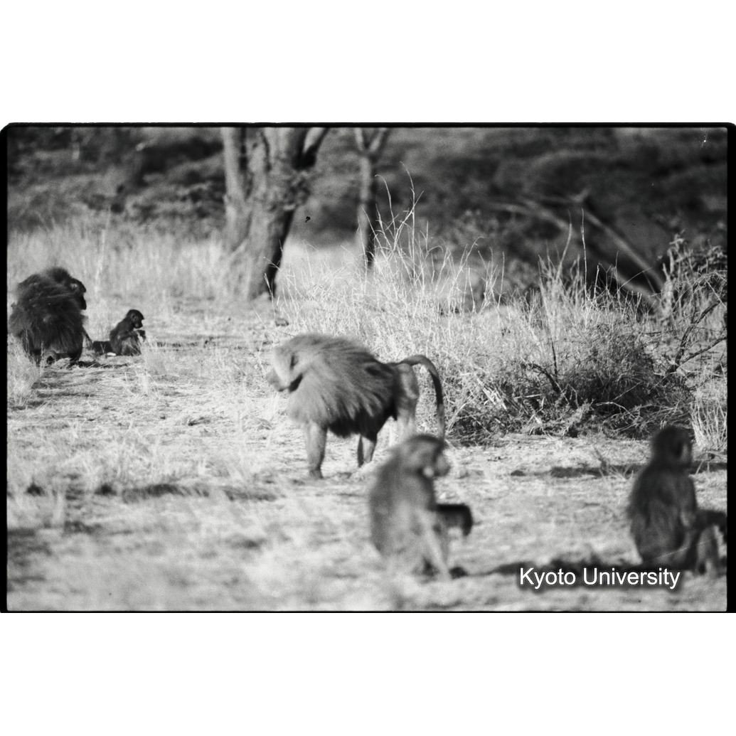 [３３コマ目]「マントヒヒのユニット」 (1)