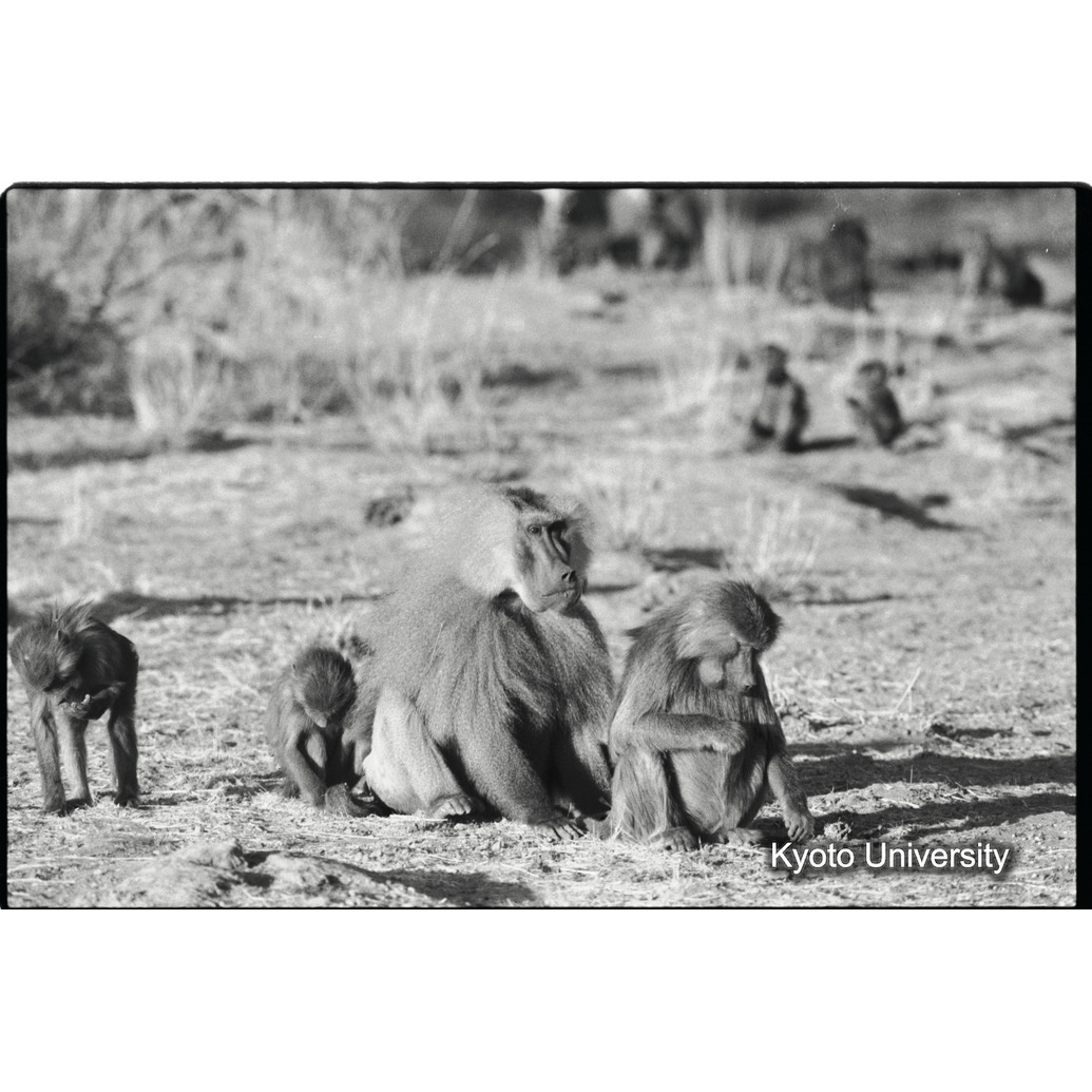 [３４コマ目]「マントヒヒのリーダー雄と雌と子ども」 (1)