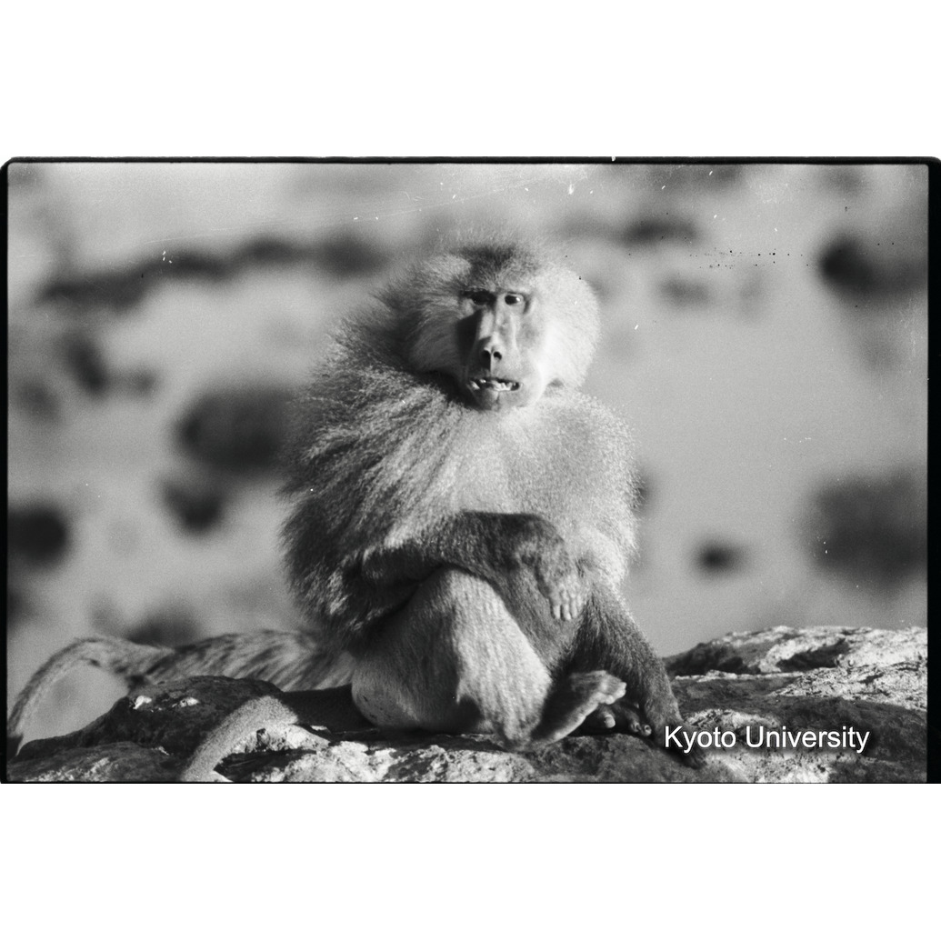 [３７コマ目]「マントヒヒよりの雑種雄（７）」 (1)