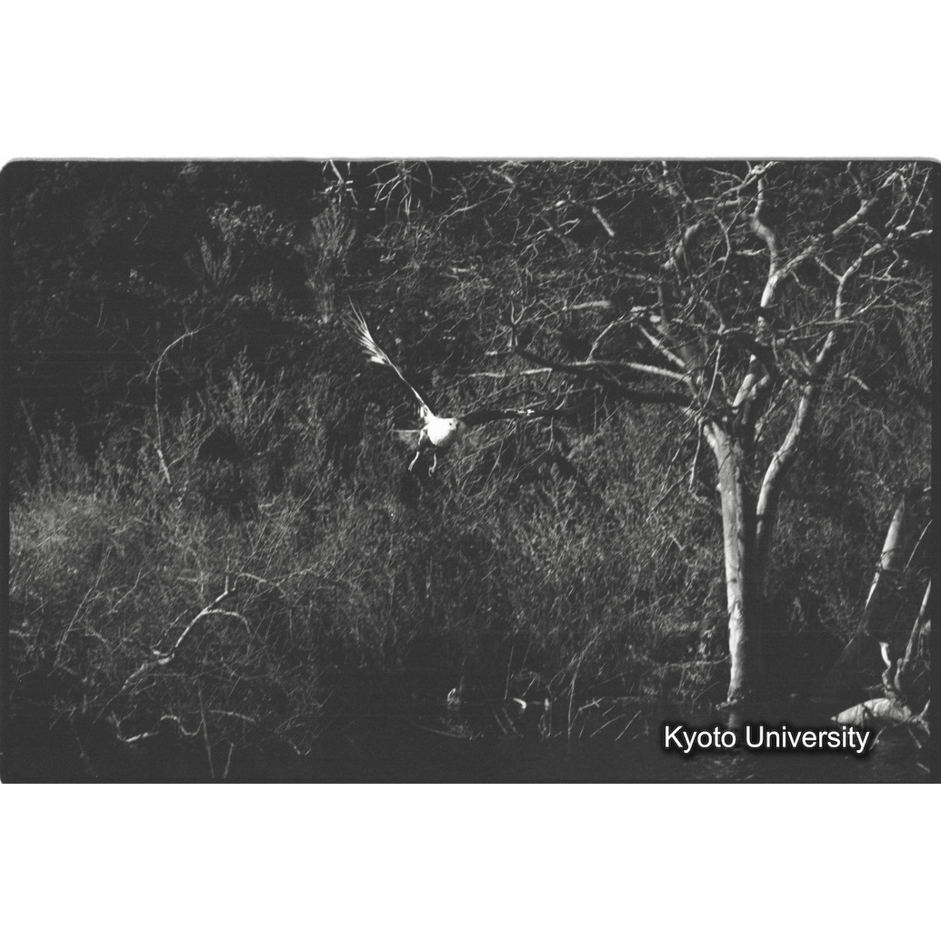 [５コマ目]「フィッシュイーグル（１）」 (1)