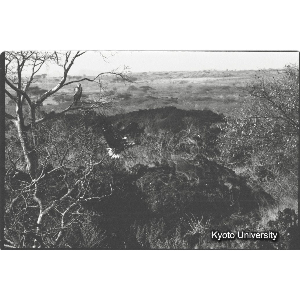 [７コマ目]「フィッシュイーグル（２）」 (1)