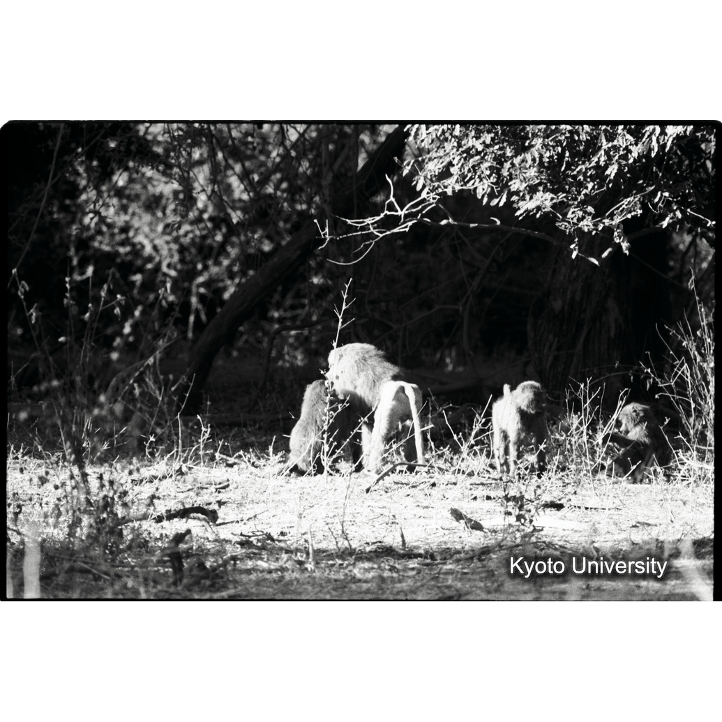 [２４コマ目]「×」 (1)