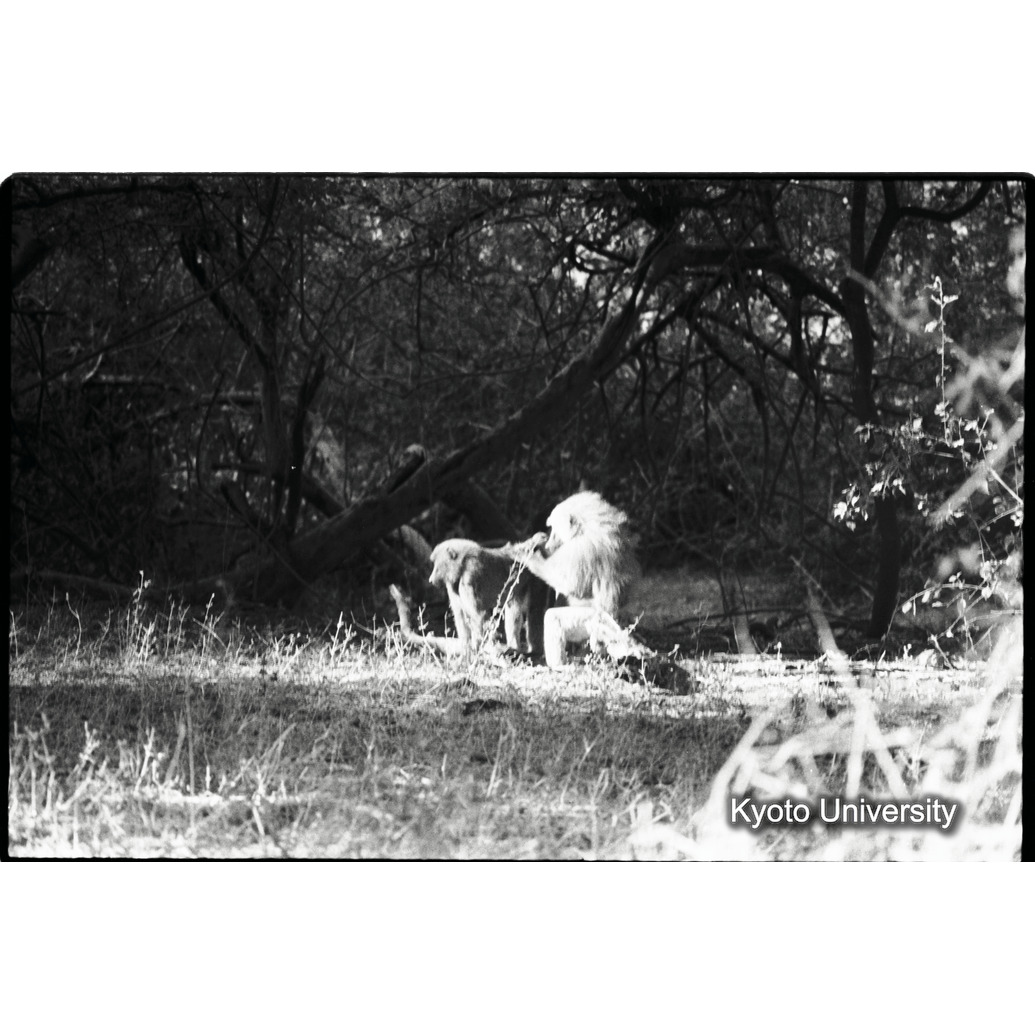 [２６コマ目]「×」 (1)