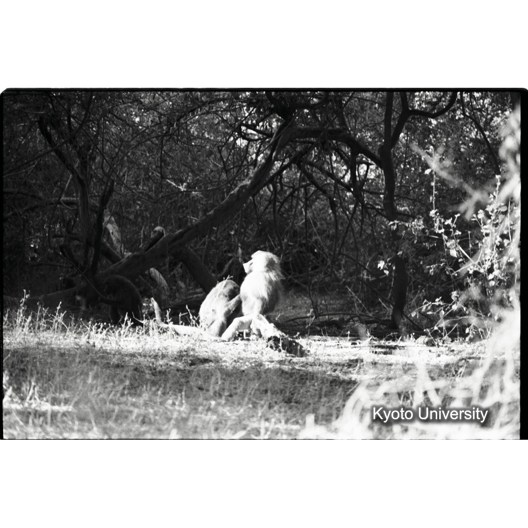 [３３コマ目]「×」 (1)