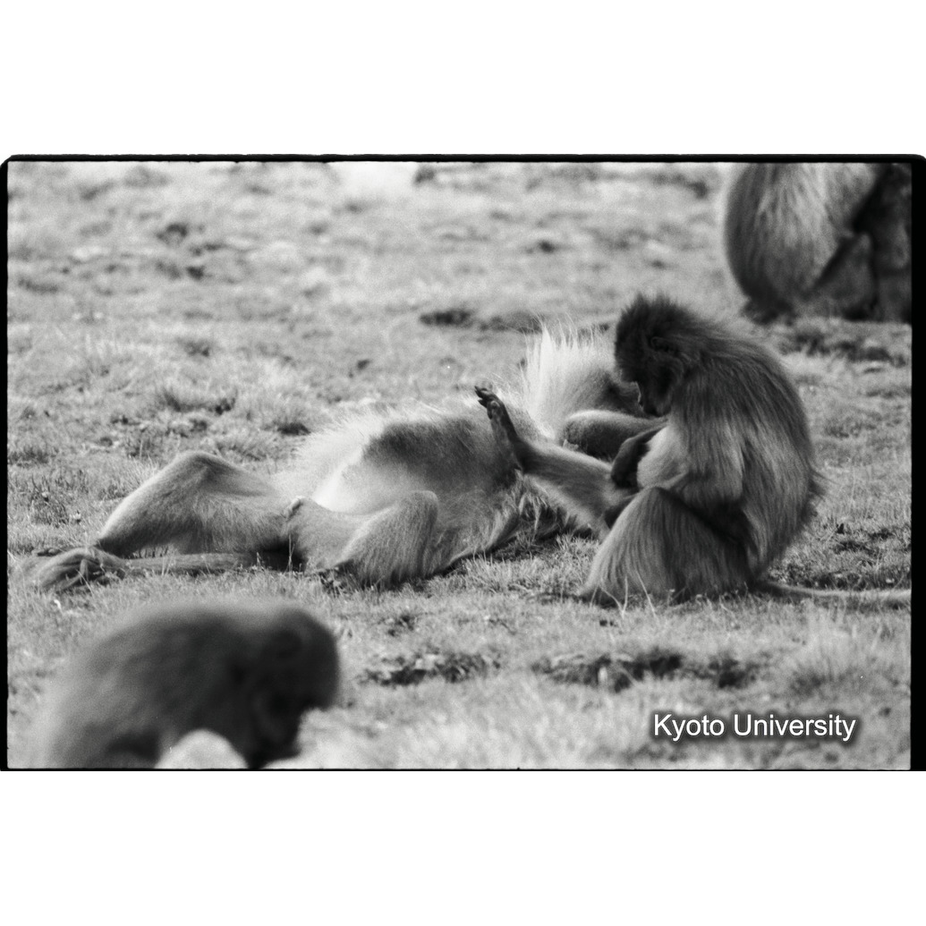 [６コマ目]「雌のセルフグルーミング」 (1)