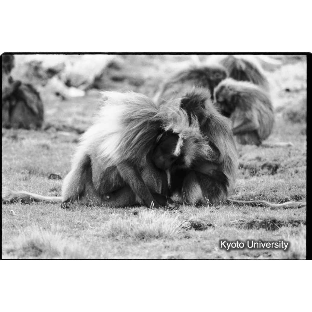 [７コマ目]「グルーミング」 (1)