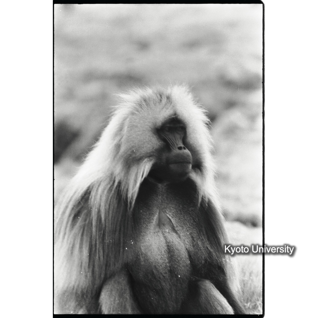 [８コマ目]「リーダー雄」 (1)