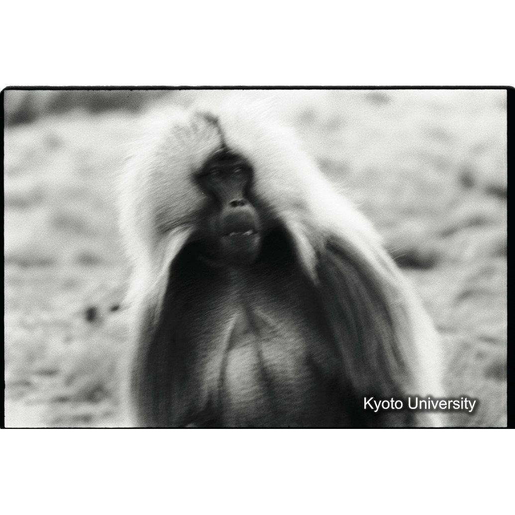 [１０コマ目]「リーダー雄の呼びかけ」 (1)