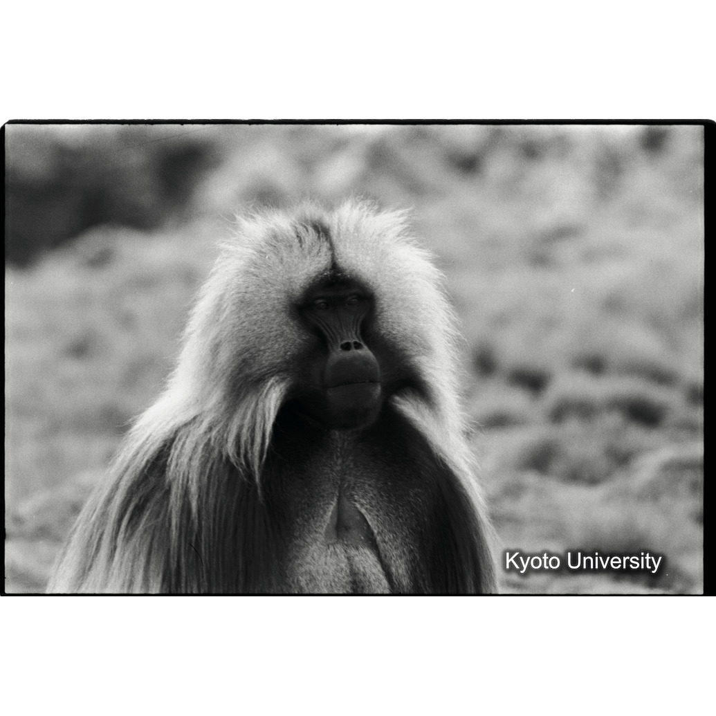 [１１コマ目]「リーダー雄のポートレート（１）」 (1)