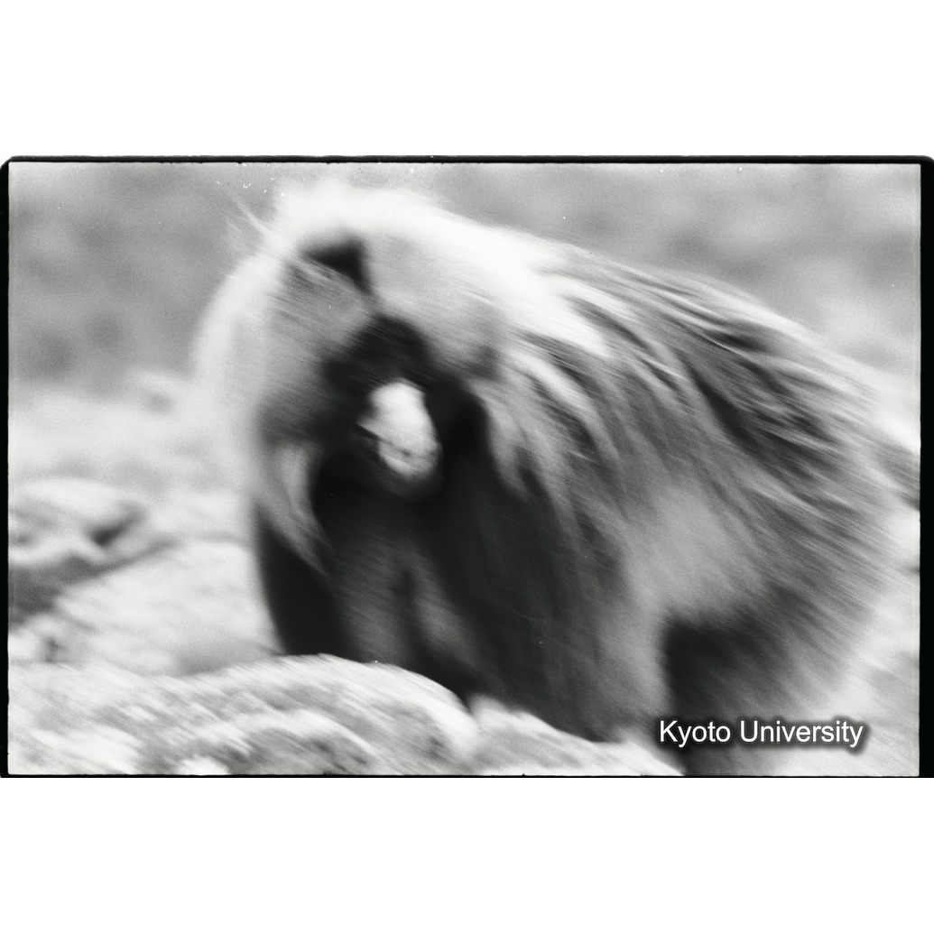 [１３コマ目]「降伏（恐れ）の表情」 (1)