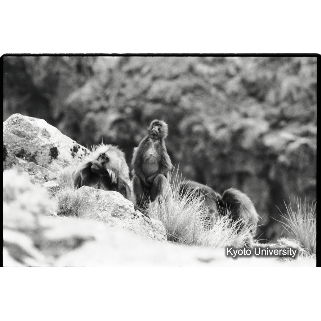 [１６コマ目]「警戒（１）」 (1)