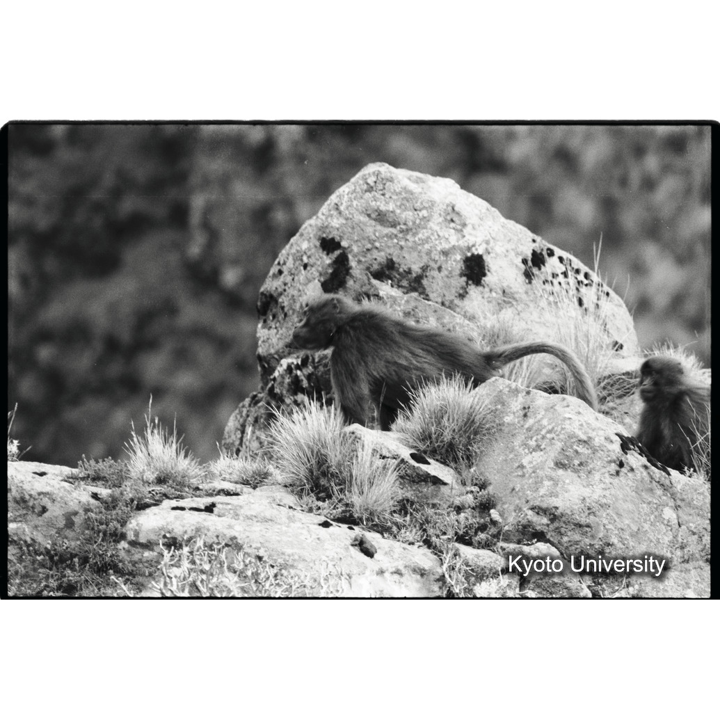 [１８コマ目]「偵察行動」 (1)