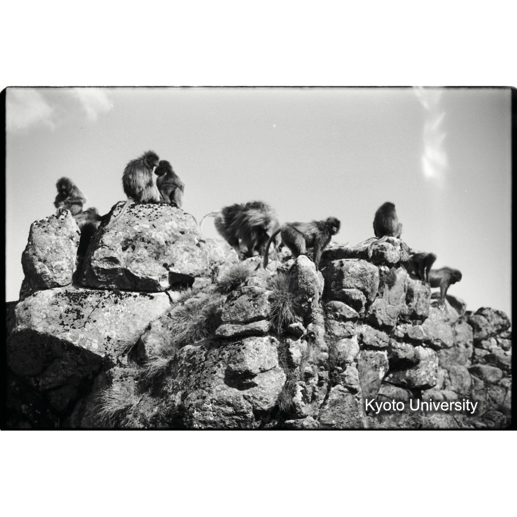 [２コマ目]「岩場で休むゲラダヒヒ（１）」 (1)