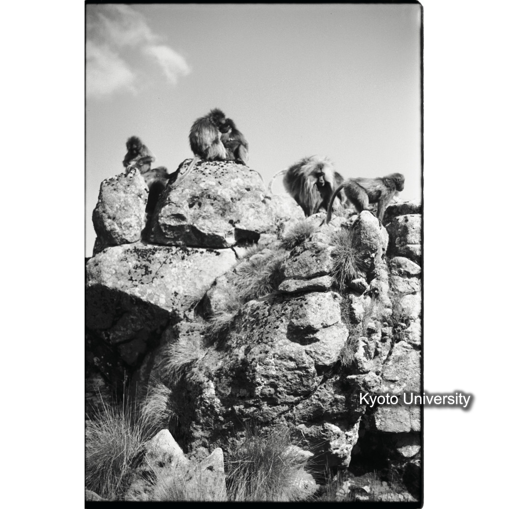 [３コマ目]「岩場で休むゲラダヒヒ（２）」 (1)