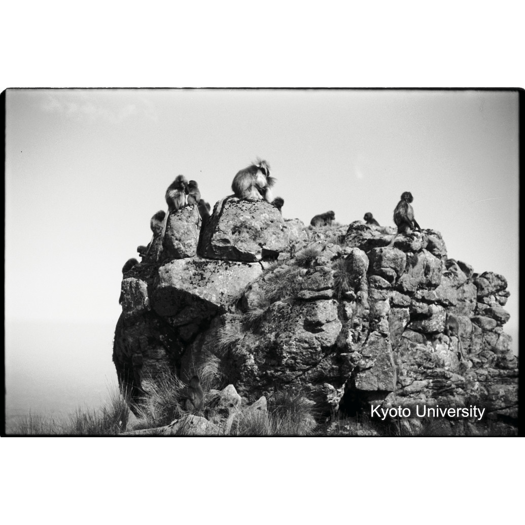 [４コマ目]「岩場で休むゲラダヒヒ（３）」 (1)