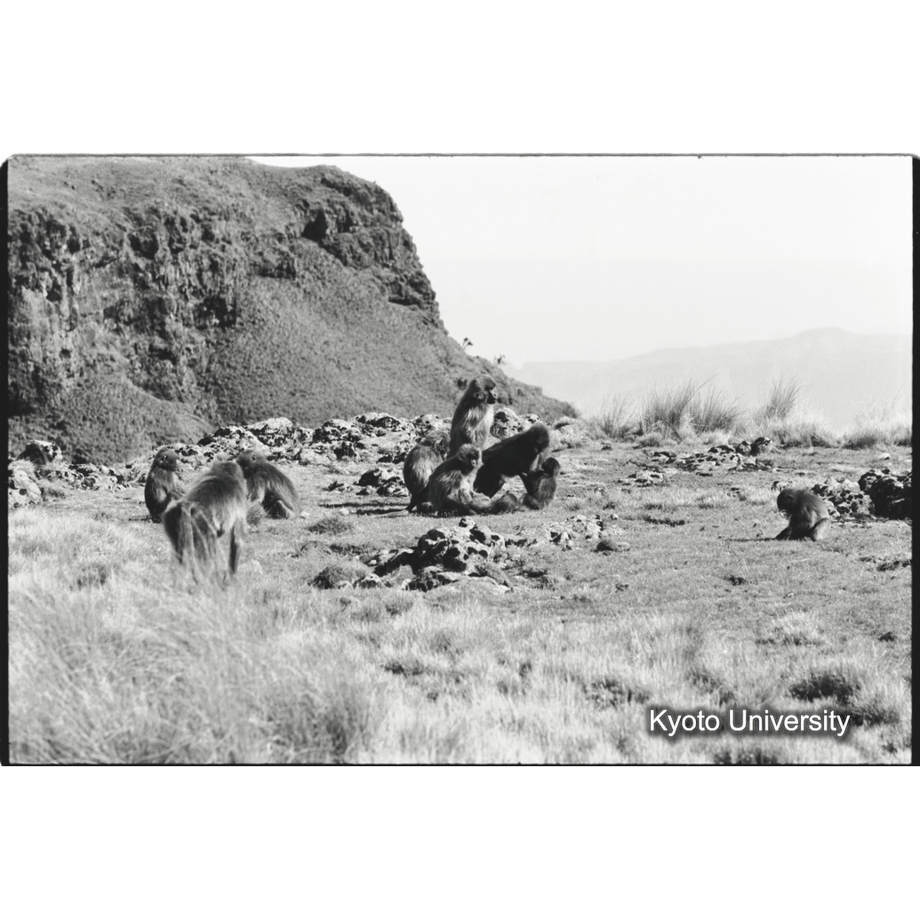 [１７コマ目]「コドモの異年齢グループ（１）」 (1)