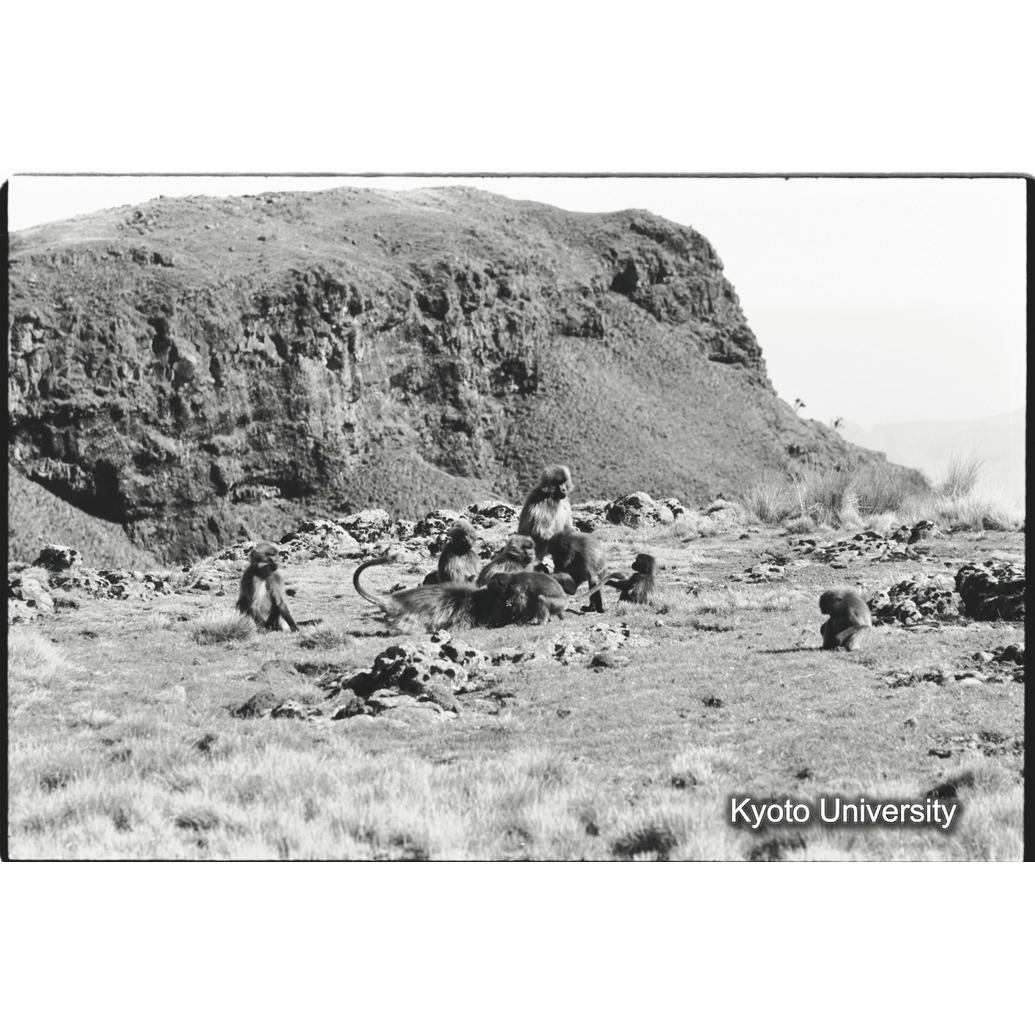 [１８コマ目]「コドモの異年齢グループ（２）」 (1)