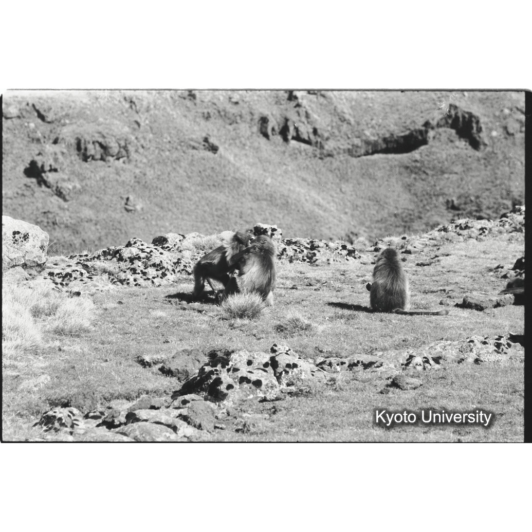 [２０コマ目]「コドモのあそび（２）」 (1)