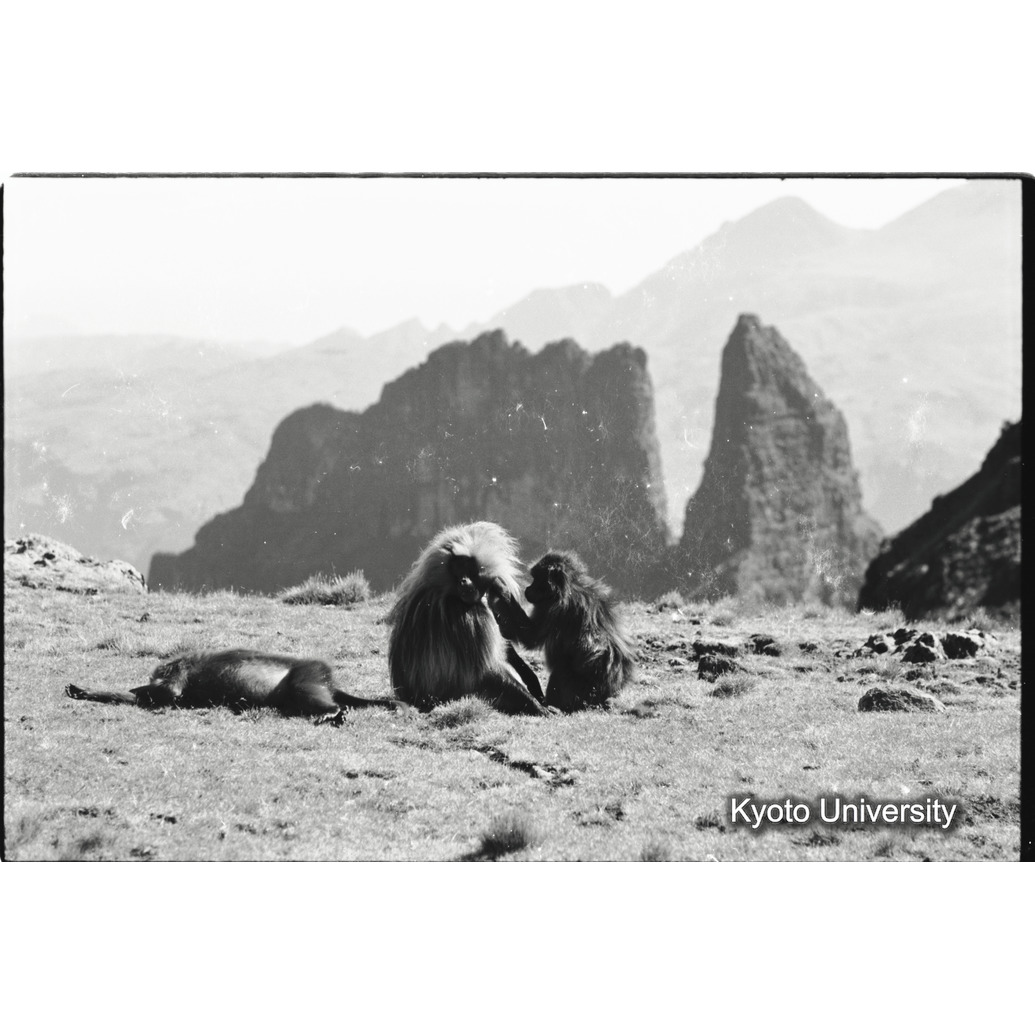 [３１コマ目]「グルーミング（３）」 (1)