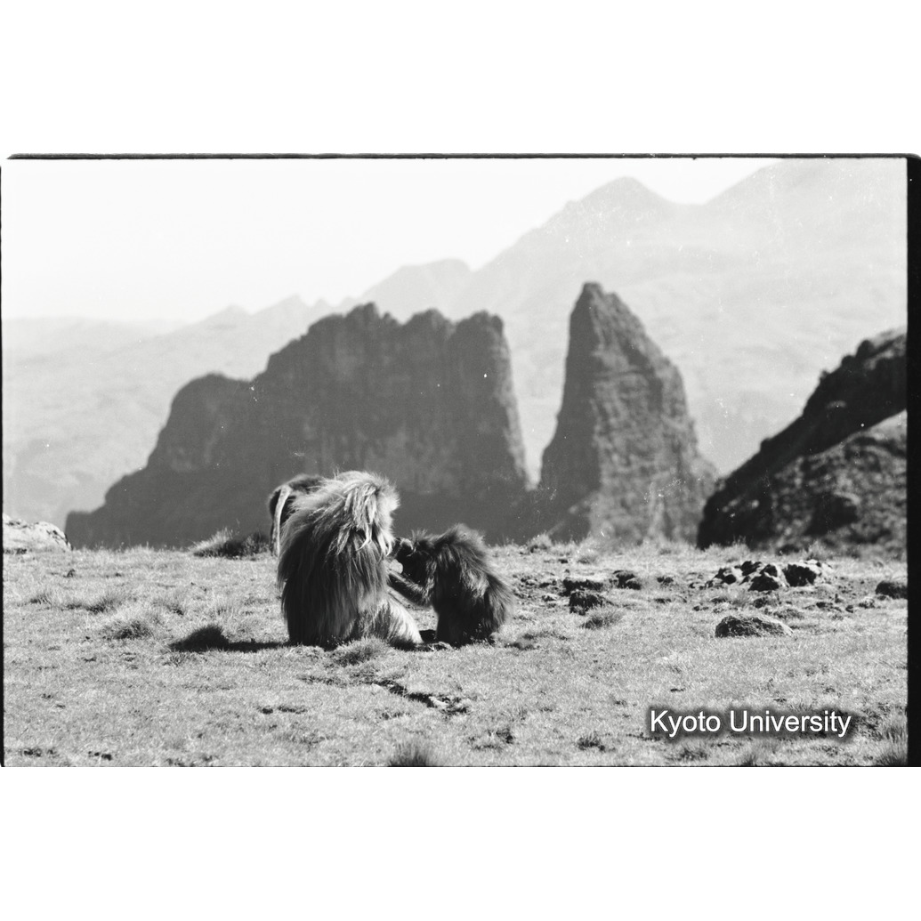 [３２コマ目]「グルーミング（４）」 (1)