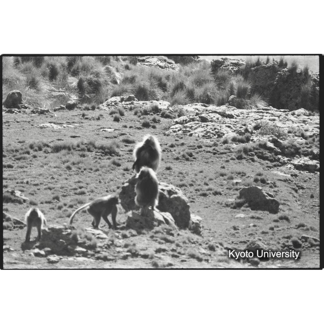 [２８コマ目]「リーダー雄とセカンド雄」 (1)