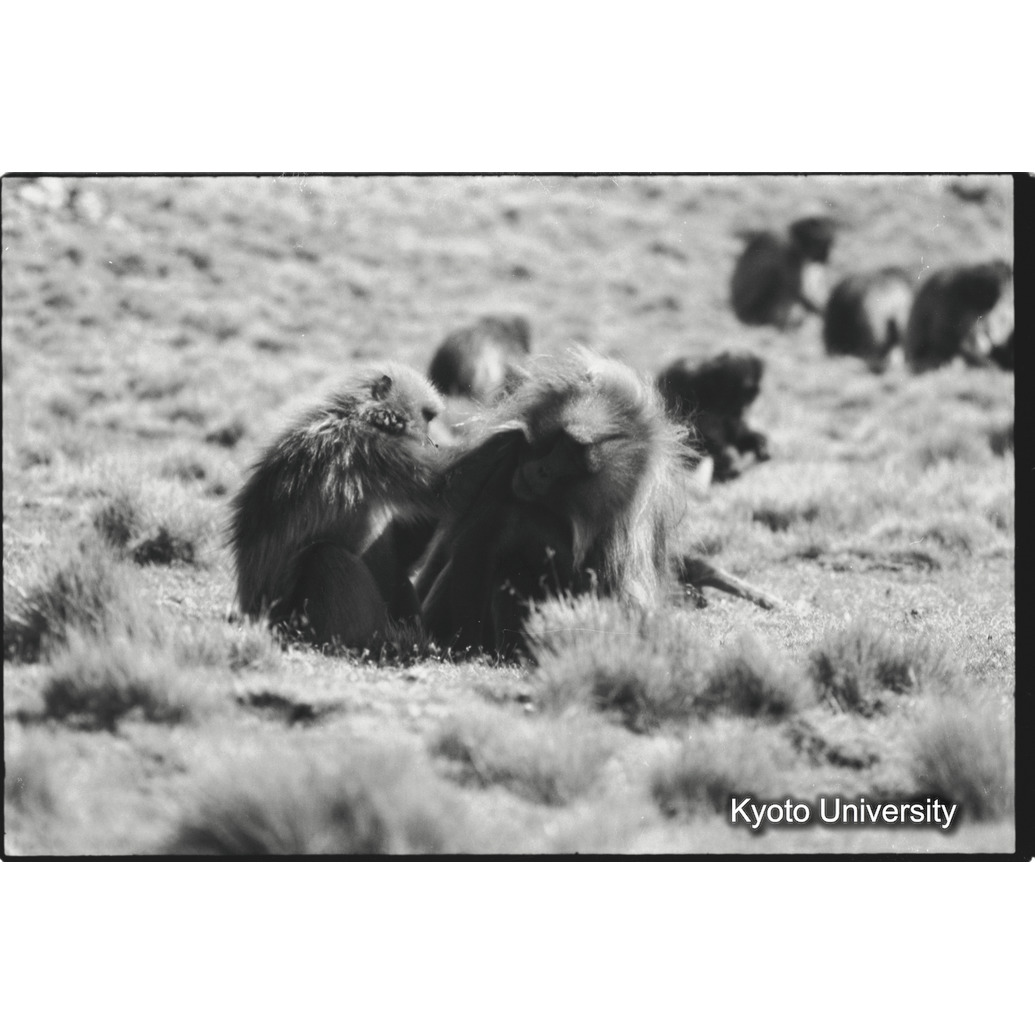 [３１コマ目]「グルーミング」 (1)