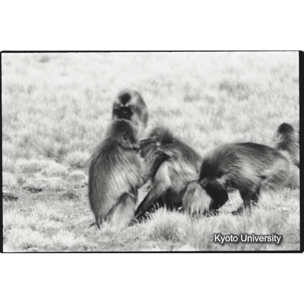 [３３コマ目]「グルーミング」 (1)