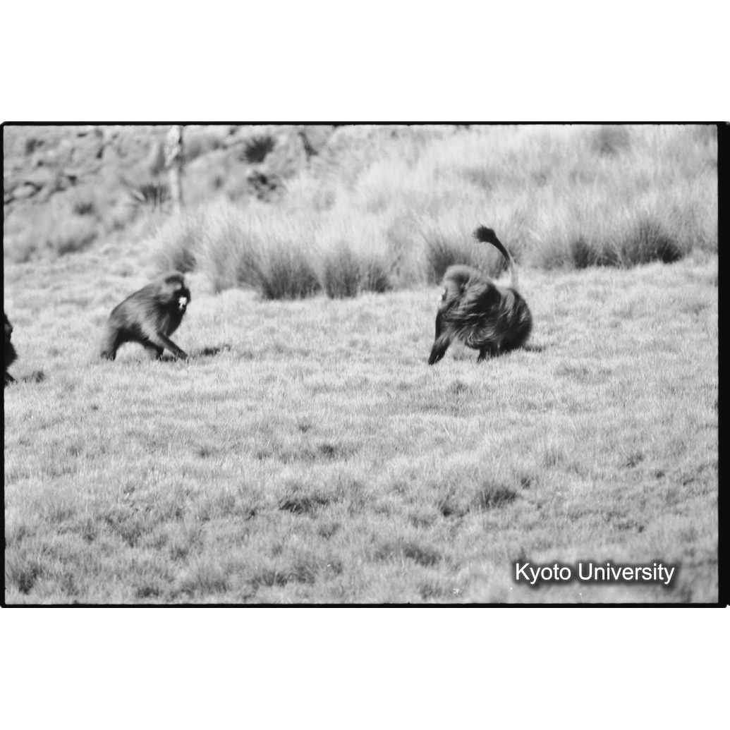 [３４コマ目]「連れ戻し行動　２－（１）」 (1)