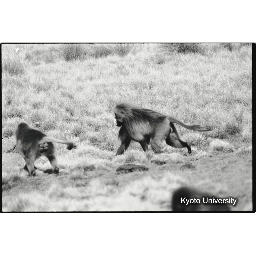 [３５コマ目]「連れ戻し行動　２－（２）」 (1)