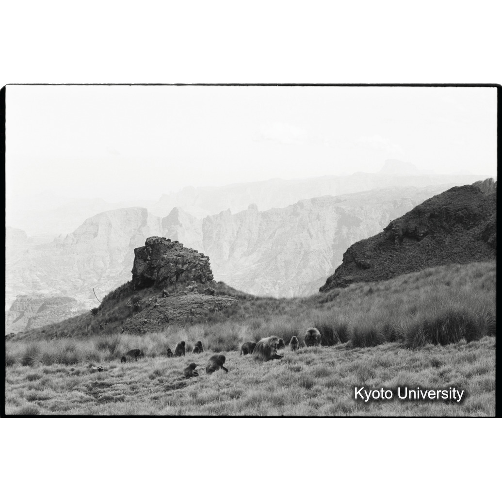 [３３コマ目]「採食風景（３)」 (1)