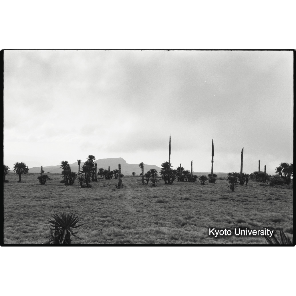 [２１コマ目]「ロベリア草原」 (1)