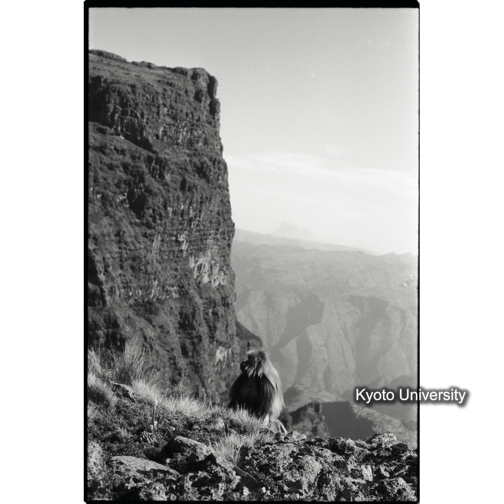 [３５コマ目]「エミエットゴゴの北東の断崖とゲラダヒヒの雄」 (1)