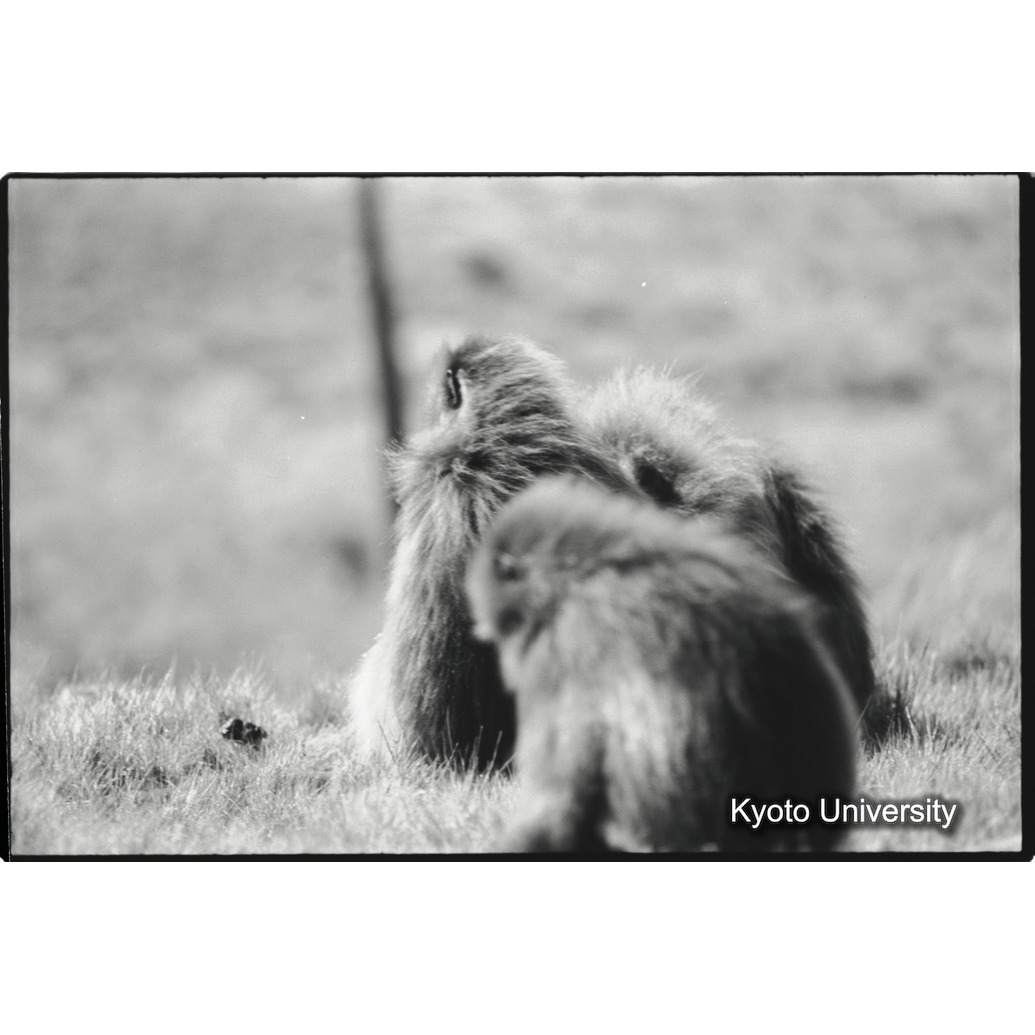 [３３コマ目]「×」 (1)