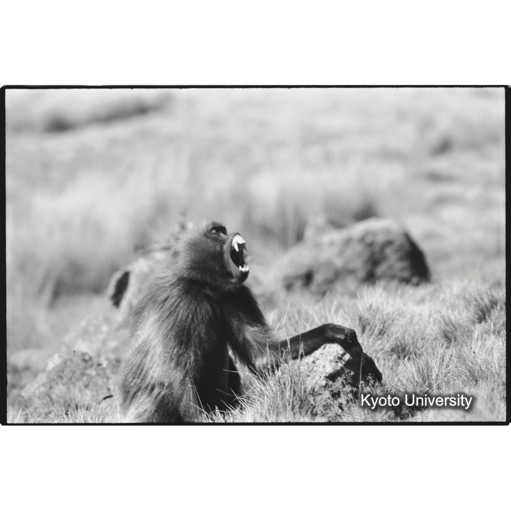 [３４コマ目]「威嚇」 (1)