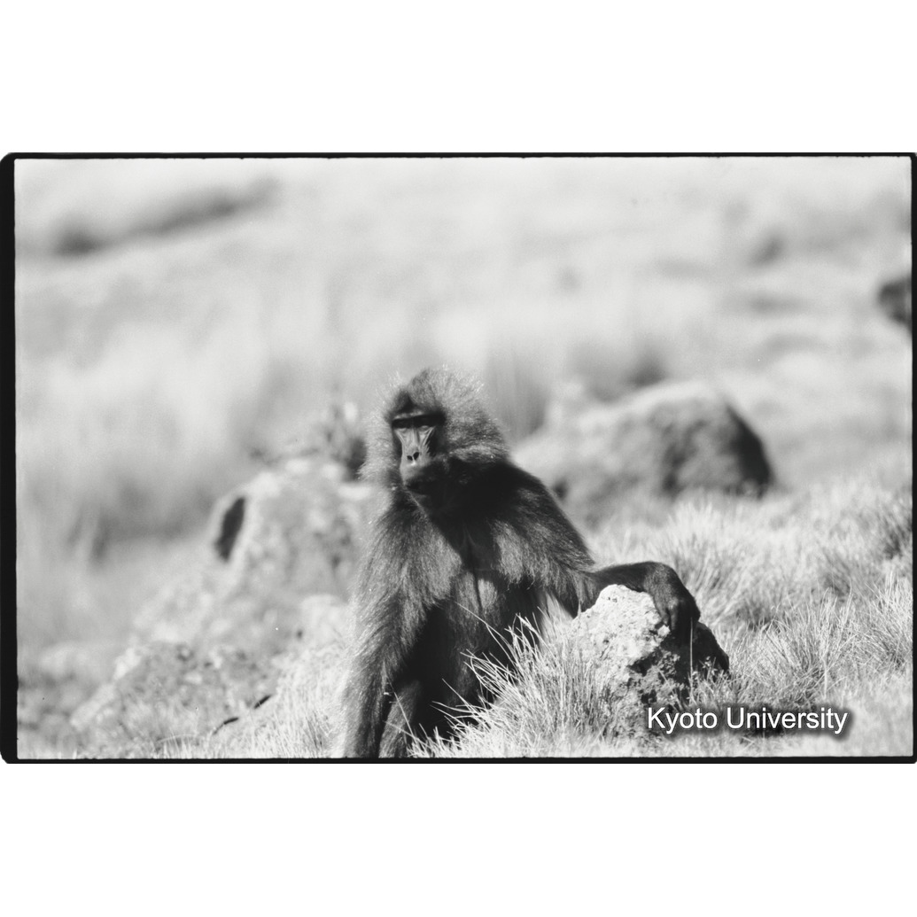 [３５コマ目]「×」 (1)